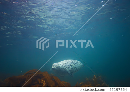 seal underwater photo in wild nature seal underwater photo in wild nature 35197864