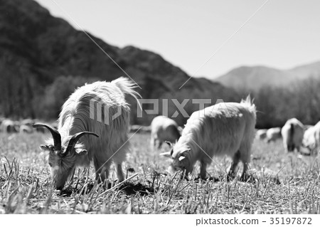 flock of sheep in the mountains 35197872