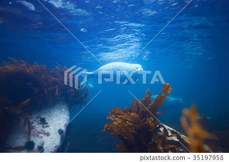 underwater landscape 35197958