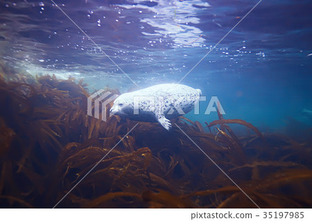 underwater landscape underwater landscape 35197985