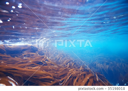laminaria sea kale underwater photo ocean reef salt water 35198018