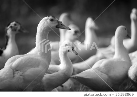 Duck in farm, black and white process filter 35198069