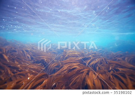 laminaria sea kale underwater photo ocean reef salt water 35198102
