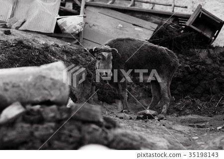 cow in a poor peasant farm 35198143