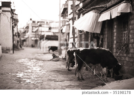cow in a cattle yard near the house 35198178
