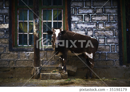 cow in a poor peasant farm 35198179