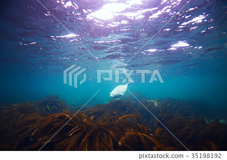 seal underwater photo in wild nature seal underwater photo in wild nature 35198192
