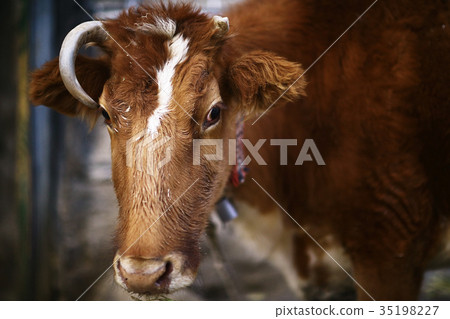 cow in a cattle yard near the house 35198227