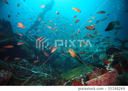 flock of fish underwater flock of fish underwater 35198269