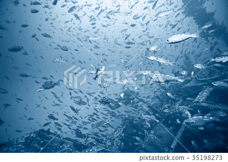 flock of fish underwater flock of fish underwater 35198273