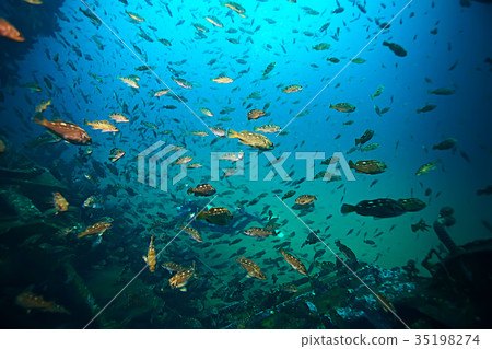 flock of fish underwater flock of fish underwater 35198274
