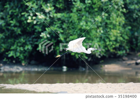 flying bird heron animal background 35198400