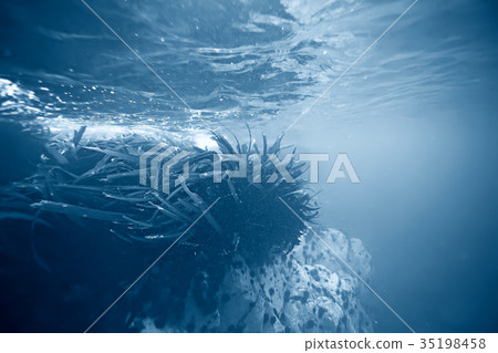 laminaria sea kale underwater photo ocean reef salt water 35198458