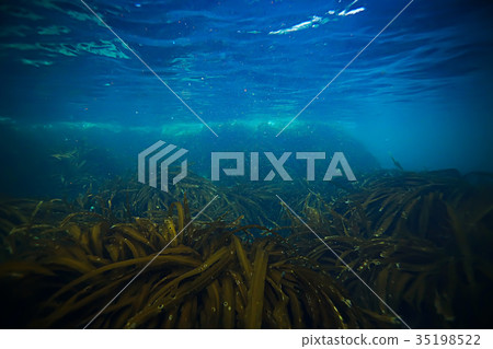 laminaria sea kale underwater photo ocean reef salt water laminaria sea kale underwater photo ocean reef salt water 35198522