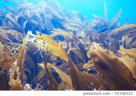 laminaria sea kale underwater photo ocean reef salt water laminaria sea kale underwater photo ocean reef salt water 35198523