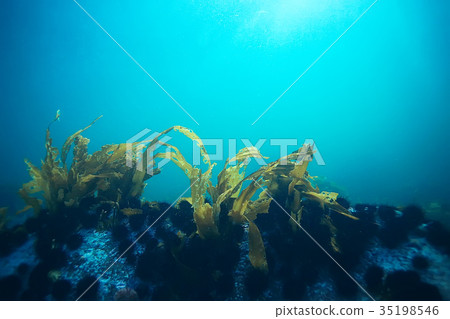 laminaria sea kale underwater photo ocean reef salt water 35198546
