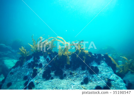 shell mussels on the sea bottom underwater photo 35198547