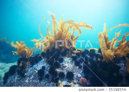 laminaria sea kale underwater photo ocean reef salt water laminaria sea kale underwater photo ocean reef salt water 35198554