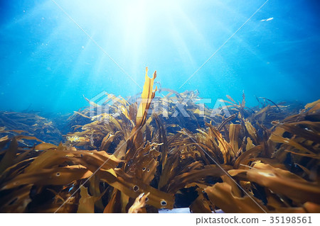 laminaria sea kale underwater photo ocean reef salt water 35198561