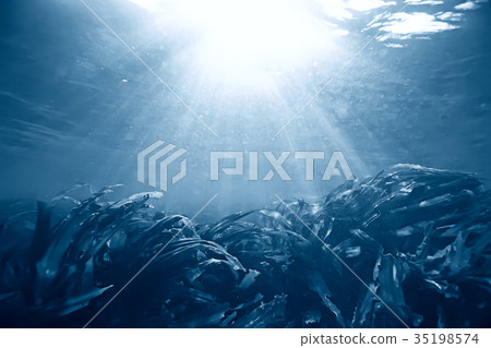 laminaria sea kale underwater photo ocean reef salt water 35198574