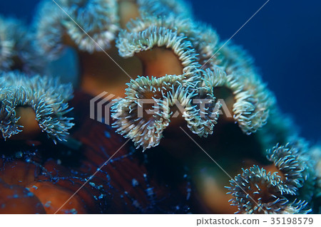colony of sea anemones under water corals colony of sea anemones under water corals 35198579