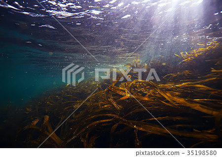 underwater landscape underwater landscape 35198580