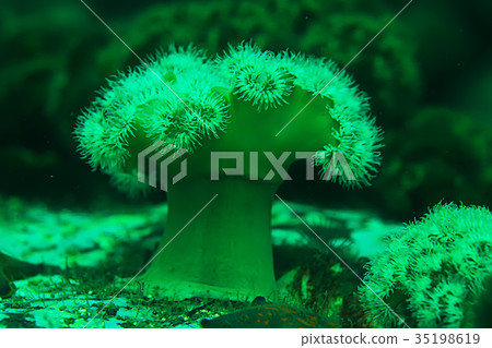 colony of sea anemones under water corals 35198619