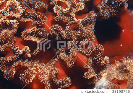texture of the sea anemone macro tentacles corals texture of the sea anemone macro tentacles corals 35198766