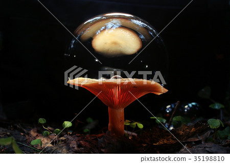mushrooms forest nature season close mushrooms forest nature season close 35198810