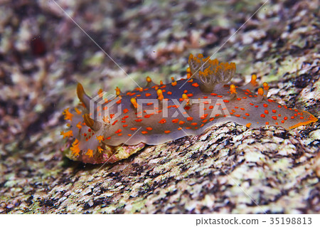 nudibranch clam underwater photo macro 35198813