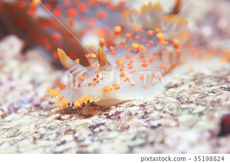 nudibranch clam underwater photo macro 35198824