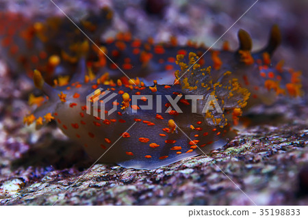 nudibranch clam underwater photo macro 35198833