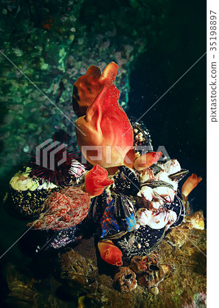 ascidia purple underwater photo coral reef ascidia purple underwater photo coral reef 35198897