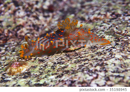 nudibranch clam underwater photo macro 35198945