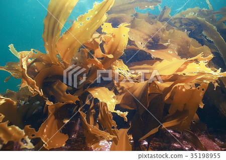 laminaria sea kale underwater photo ocean reef salt water 35198955