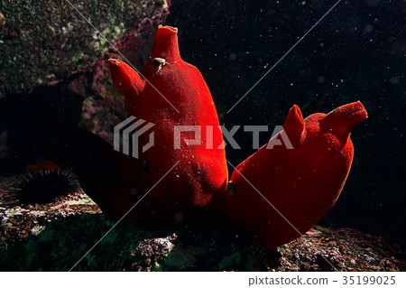 ascidia purple underwater photo coral reef ascidia purple underwater photo coral reef 35199025