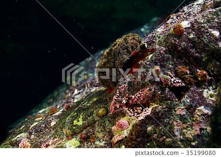 colony of sea anemones under water corals colony of sea anemones under water corals 35199080