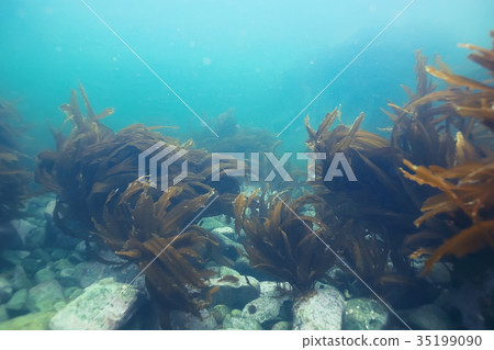 laminaria sea kale underwater photo ocean reef salt water 35199090
