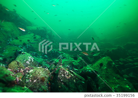 shell mussels on the sea bottom underwater photo shell mussels on the sea bottom underwater photo 35199156