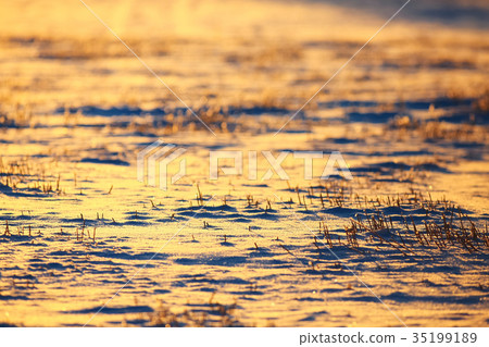Snowy field in the forest at sunset 35199189