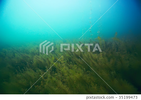 Alga underwater landscape world freshwater pond 35199473
