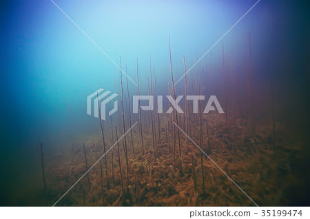 Alga underwater landscape world freshwater pond 35199474
