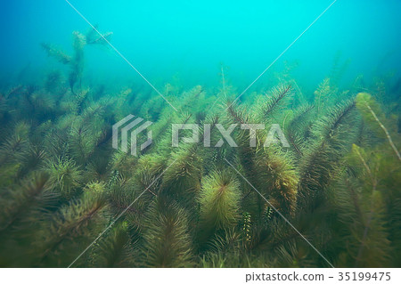 Alga underwater landscape world freshwater pond 35199475