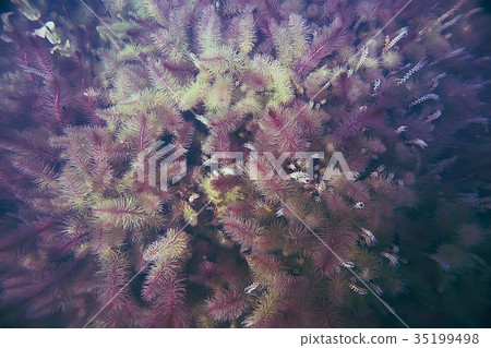 Alga underwater landscape world freshwater pond 35199498