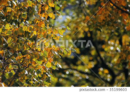 Yellowed dry leaves on branches 35199603