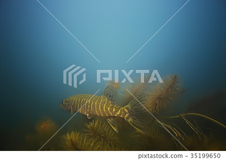 Pike underwater shooting fish Pike underwater shooting fish 35199650