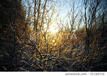 The frozen grass in the frost 35199720