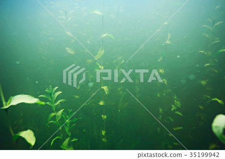 green grass underwater 35199942