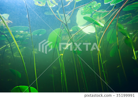 freshwater sponge 35199991