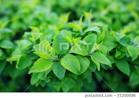 young green leaves spring background young green leaves spring background 35200086